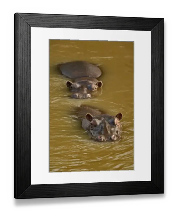 Framed Print : Hippopotamus in river, Masai Mara, Kenya. Hippopotamus amphibius Framed Print : Hippopotamus in river, Masai Mara, Kenya. Hippopotamus amphibius