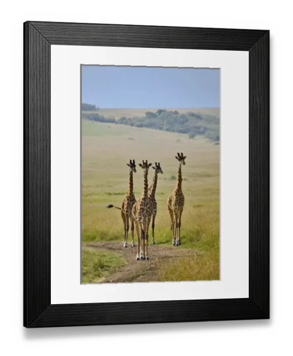 Framed Print : Africa, Kenya Framed Print : Africa, Kenya