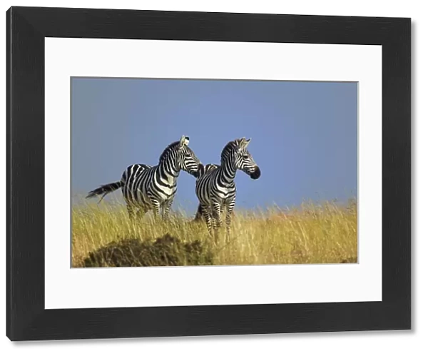 Pair of Burchells Zebras on grassy ridge, Masai Mara, Kenya. Equus burchellii