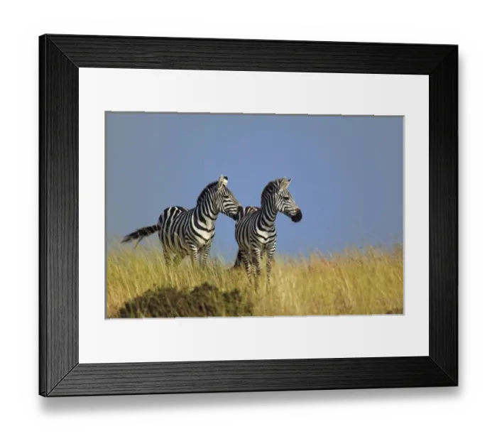 Framed Print : Pair of Burchells Zebras on grassy ridge, Masai Mara, Kenya. Equus burchellii Framed Print : Pair of Burchells Zebras on grassy ridge, Masai Mara, Kenya. Equus burchellii