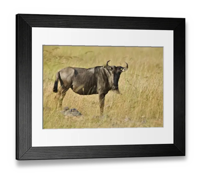 Framed Print : Africa, Kenya Framed Print : Africa, Kenya
