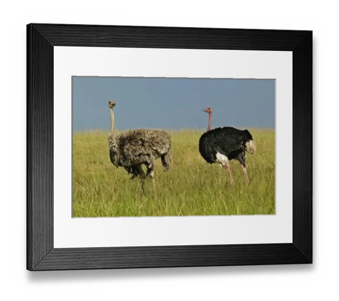 Framed Print : Africa, Kenya Framed Print : Africa, Kenya