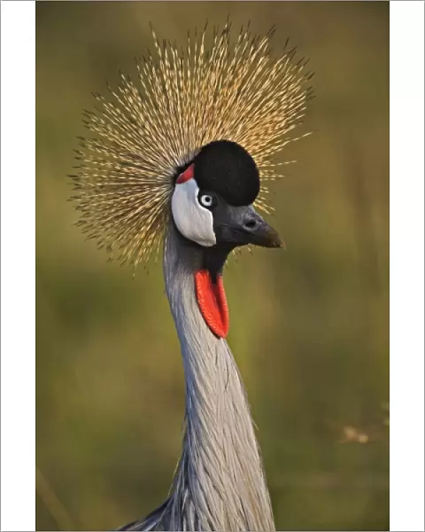 Crowned Crane, Masai Mara, Kenya Balearica regulorum