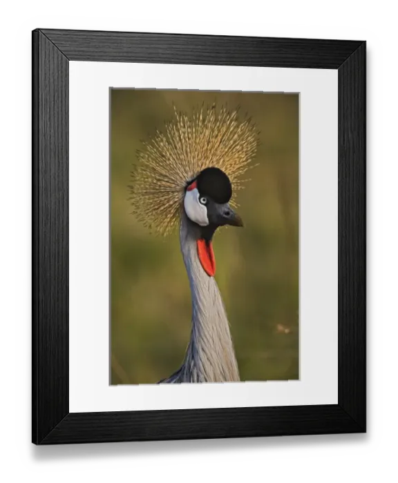 Framed Print : Crowned Crane, Masai Mara, Kenya Balearica regulorum
