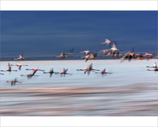Lesser Flamingos in flight, Lake Nakuru National Park, Kenya. Phoenicopterus minor