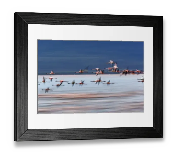 Framed Print : Lesser Flamingos in flight, Lake Nakuru National Park, Kenya. Phoenicopterus minor