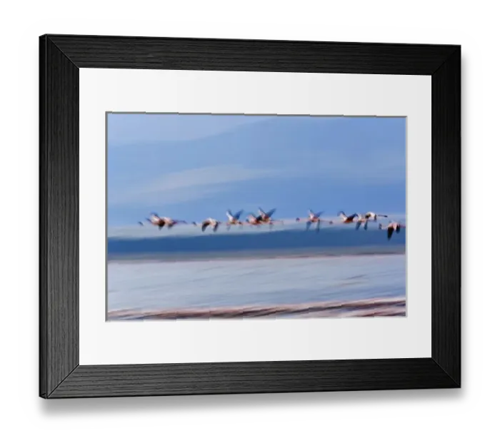 Framed Print : Lesser Flamingos in flight, Lake Nakuru National Park, Kenya. Phoenicopterus minor Framed Print : Lesser Flamingos in flight, Lake Nakuru National Park, Kenya. Phoenicopterus minor