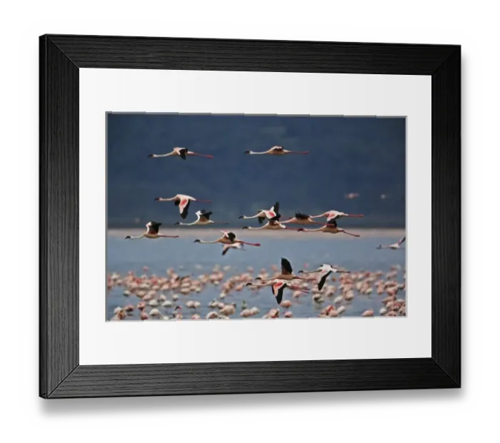 Framed Print : Lesser Flamingos in flight, Lake Nakuru National Park, Kenya. Phoenicopterus minor Framed Print : Lesser Flamingos in flight, Lake Nakuru National Park, Kenya. Phoenicopterus minor