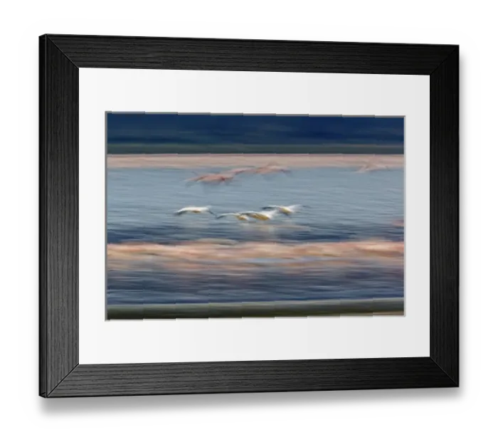 Framed Print : Lesser Flamingos, Phoenicopterus minor and White Pelicans, Pelacannus onocrotalus Framed Print : Lesser Flamingos, Phoenicopterus minor and White Pelicans, Pelacannus onocrotalus