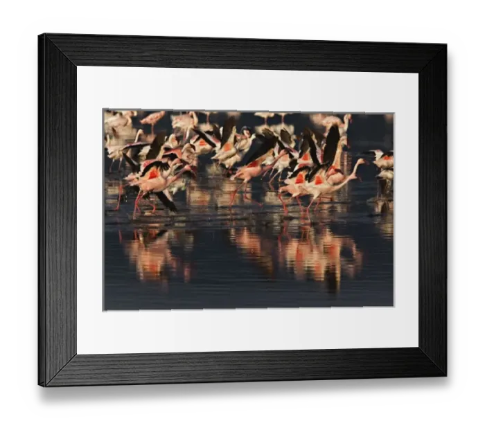 Framed Print : Lesser Flamingos taking to flight, Lake Nakuru National Park, Kenya. Phoenicopterus minor Framed Print : Lesser Flamingos taking to flight, Lake Nakuru National Park, Kenya. Phoenicopterus minor