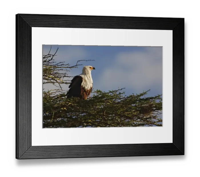 Framed Print : African Fish Eagle, Lake Nakuru National Park, Kenya. Haliaeetus vocifer Framed Print : African Fish Eagle, Lake Nakuru National Park, Kenya. Haliaeetus vocifer