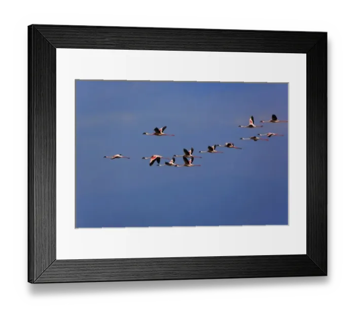 Framed Print : Lesser Flamingos, Phoenicopterus minor, in flight, Lake Nakuru National Park, Kenya Framed Print : Lesser Flamingos, Phoenicopterus minor, in flight, Lake Nakuru National Park, Kenya