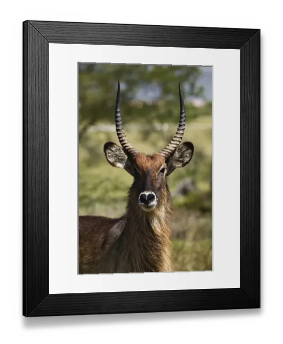 Framed Print : Africa, Kenya Framed Print : Africa, Kenya