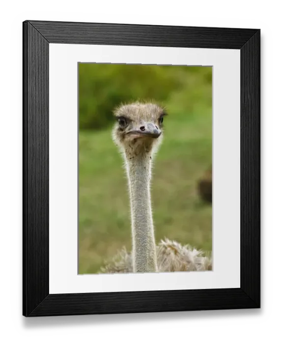 Framed Print : Africa, Kenya Framed Print : Africa, Kenya