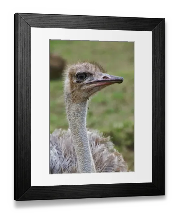 Framed Print : Africa, Kenya Framed Print : Africa, Kenya