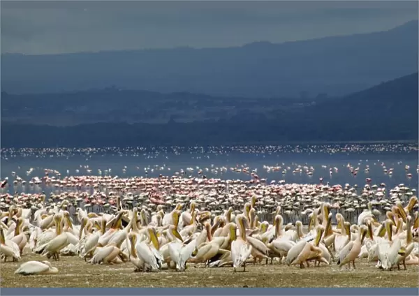 White Pelicans, Pelecanus onocrotalus, Lake Nakuru National Park, Kenya
