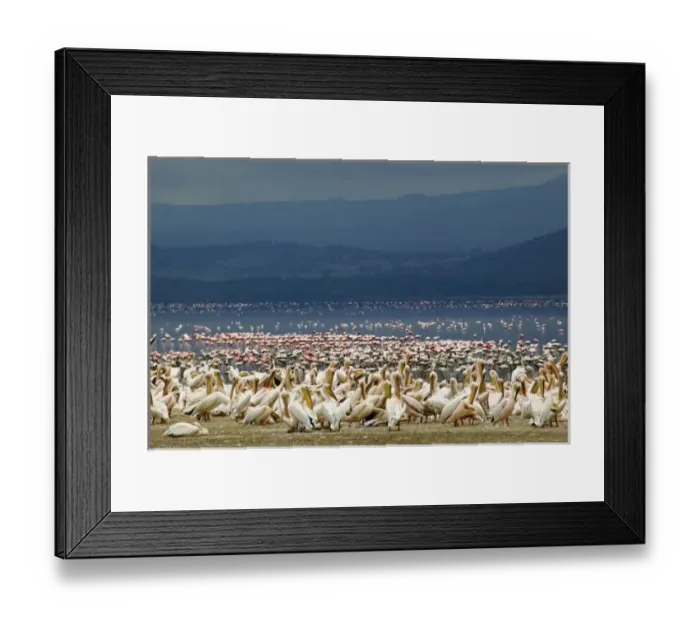 Framed Print : White Pelicans, Pelecanus onocrotalus, Lake Nakuru National Park, Kenya Framed Print : White Pelicans, Pelecanus onocrotalus, Lake Nakuru National Park, Kenya