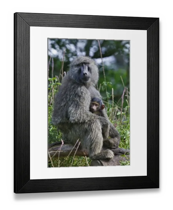 Framed Print : Olive Baboon with baby, Papio anubis, Lake Nakuru National Park, Kenya Framed Print : Olive Baboon with baby, Papio anubis, Lake Nakuru National Park, Kenya