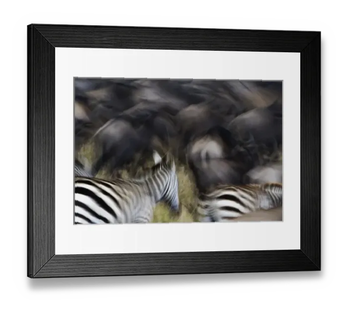 Framed Print : Wildebeest, Connochaetes taurinus, and Burchells Zebras, Equus burchellii, in motion Framed Print : Wildebeest, Connochaetes taurinus, and Burchells Zebras, Equus burchellii, in motion