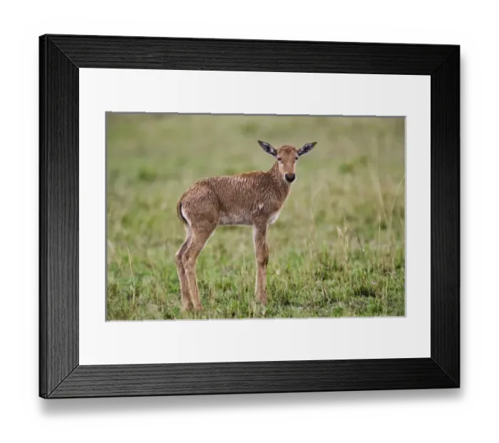 Framed Print : Africa, Kenya Framed Print : Africa, Kenya
