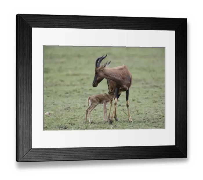 Framed Print : Africa, Kenya Framed Print : Africa, Kenya