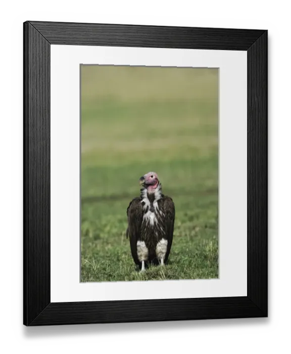 Framed Print : Africa, Kenya Framed Print : Africa, Kenya