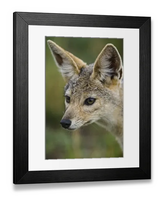 Framed Print : Africa, Kenya Framed Print : Africa, Kenya