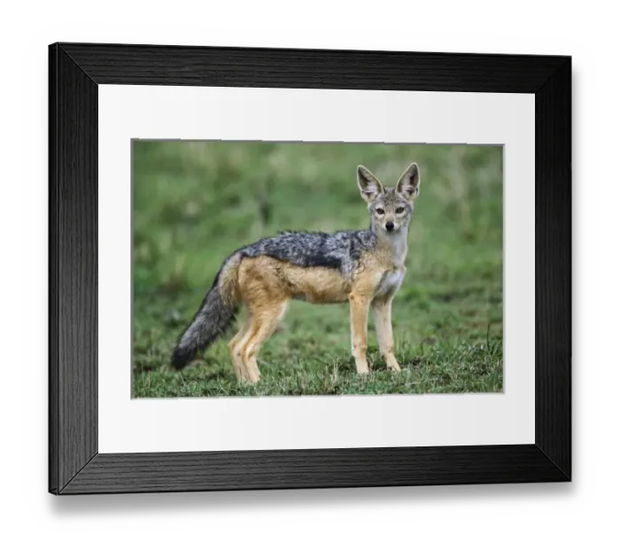 Framed Print : Black-backed Jackal, Canis mesomelas, Masai Mara, Kenya Framed Print : Black-backed Jackal, Canis mesomelas, Masai Mara, Kenya