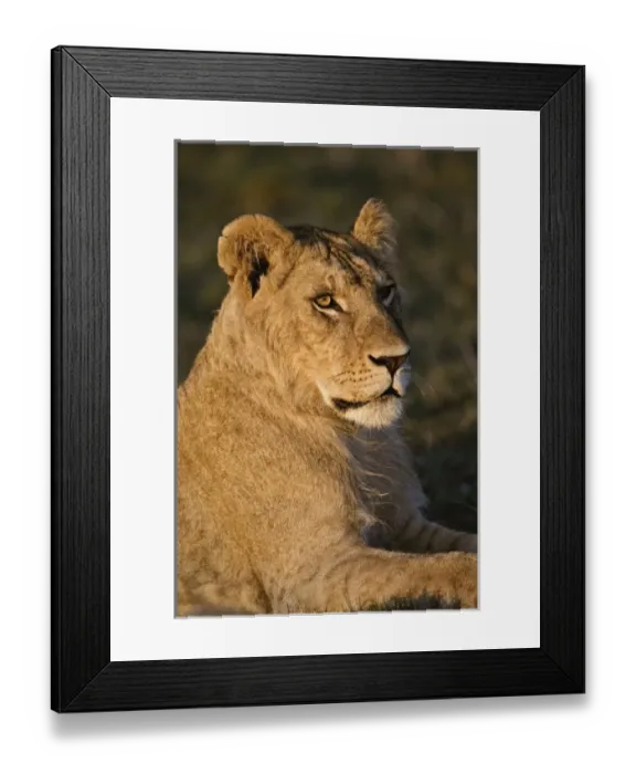 Framed Print : Africa, Kenya Framed Print : Africa, Kenya