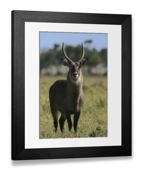 Framed Print : Africa, Kenya Framed Print : Africa, Kenya