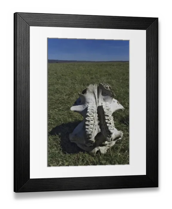 Framed Print : Elephant skull, Loxodonta africana, Masai Mara, Kenya Framed Print : Elephant skull, Loxodonta africana, Masai Mara, Kenya