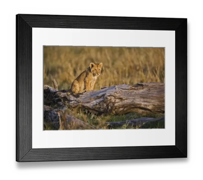 Framed Print : Lion cub on log, Panthera leo, Masai Mara, Kenya Framed Print : Lion cub on log, Panthera leo, Masai Mara, Kenya