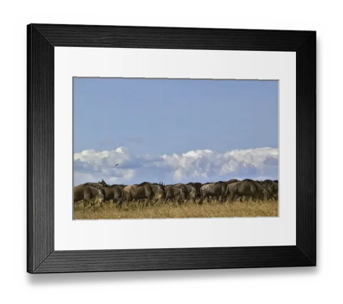 Framed Print : Wildebeest herd, Connochaetes taurinus, Masai Mara, Kenya Framed Print : Wildebeest herd, Connochaetes taurinus, Masai Mara, Kenya
