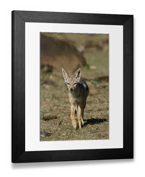 Framed Print : Africa, Kenya Framed Print : Africa, Kenya