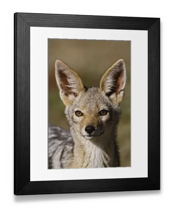Framed Print : Black-backed Jackal, Canis mesomelas, Masai Mara, Kenya Framed Print : Black-backed Jackal, Canis mesomelas, Masai Mara, Kenya