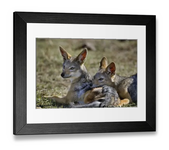 Framed Print : Africa, Kenya Framed Print : Africa, Kenya