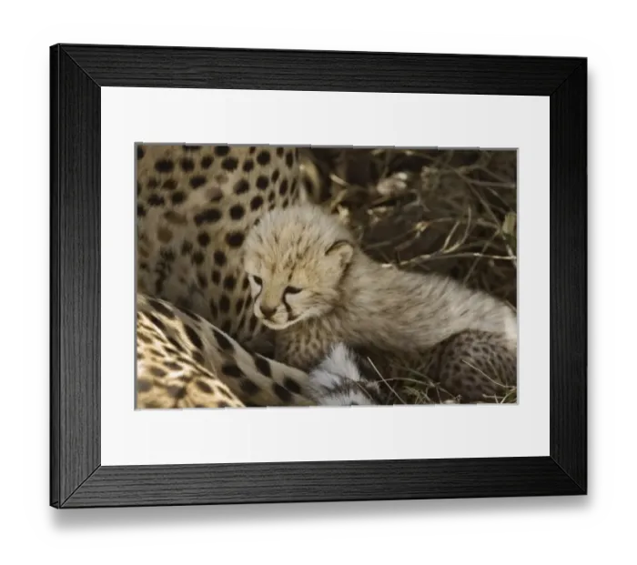 Framed Print : Africa, Kenya Framed Print : Africa, Kenya