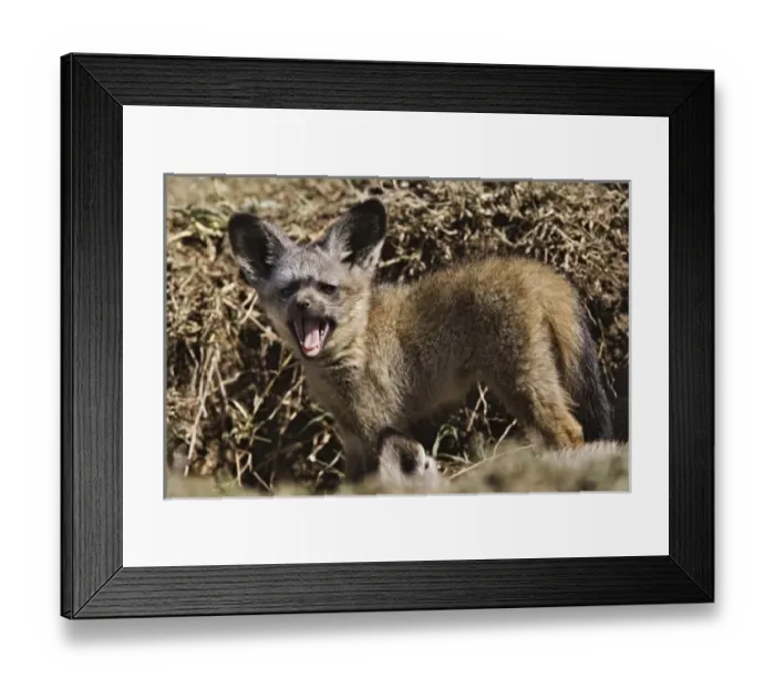 Framed Print : Africa, Kenya Framed Print : Africa, Kenya