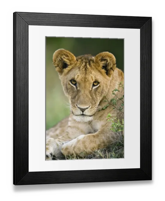 Framed Print : Africa, Kenya Framed Print : Africa, Kenya