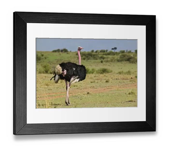 Framed Print : Africa, Kenya Framed Print : Africa, Kenya