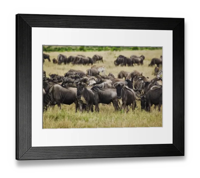 Framed Print : Africa, Kenya Framed Print : Africa, Kenya