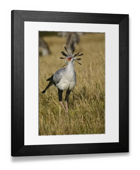 Framed Print : Africa, Kenya Framed Print : Africa, Kenya