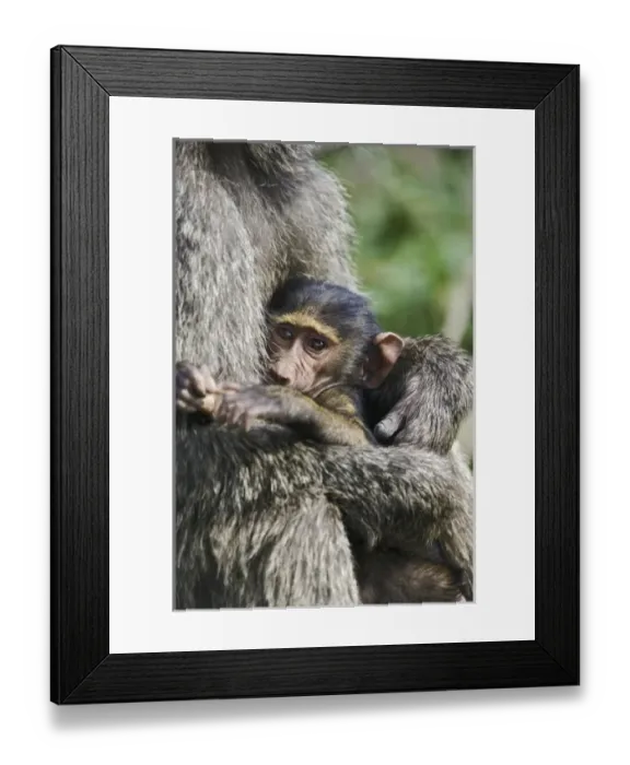 Framed Print : Africa, Kenya Framed Print : Africa, Kenya
