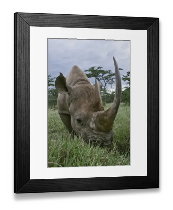 Framed Print : Africa, Kenya Framed Print : Africa, Kenya