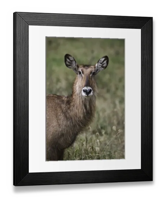 Framed Print : Africa, Kenya Framed Print : Africa, Kenya