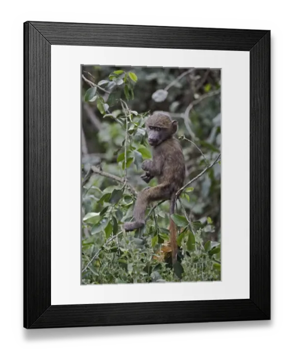 Framed Print : Africa, Kenya