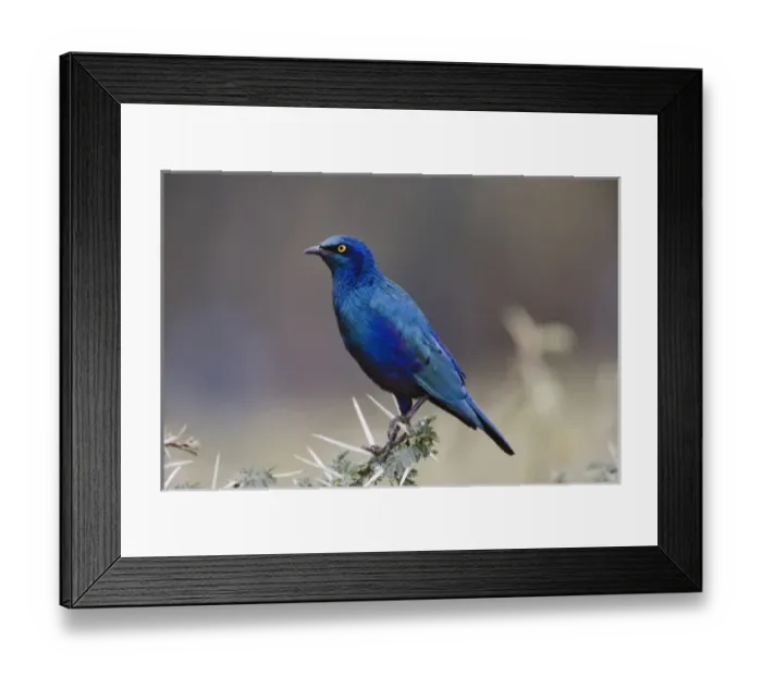 Framed Print : Blue-eared Glossy Starling, Lamprotornis chalybaeus, Lake Nakuru National Park, Kenya