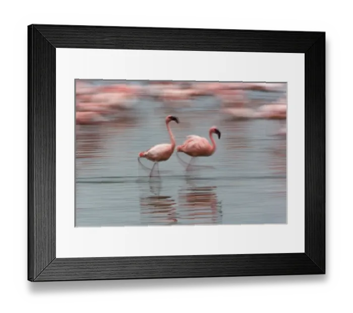 Framed Print : Lesser Flamingos in motion, Phoenicopterus minor, Lake Nakuru National Park, Kenya Framed Print : Lesser Flamingos in motion, Phoenicopterus minor, Lake Nakuru National Park, Kenya