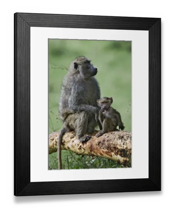 Framed Print : Africa, Kenya Framed Print : Africa, Kenya