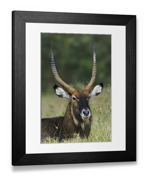 Framed Print : Africa, Kenya Framed Print : Africa, Kenya